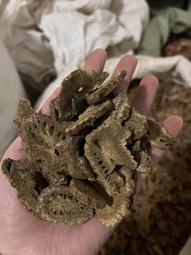 木香广木香云木香货源充足量大从优质量保证