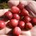 蔓越莓苗纯正北美带气囊的组培蔓越莓苗，大果蔓越莓苗