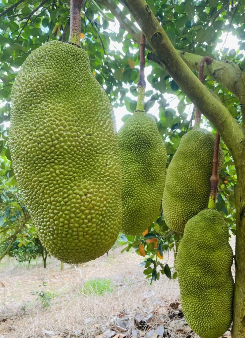 海南黄肉菠萝蜜干苞马来西亚1号包邮包售后