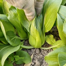 青菜白菜大量上市，专门供应食堂和超市