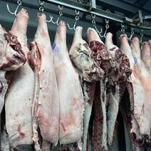 猪肉白条冻货现货都有可真空冷藏全国物流发货