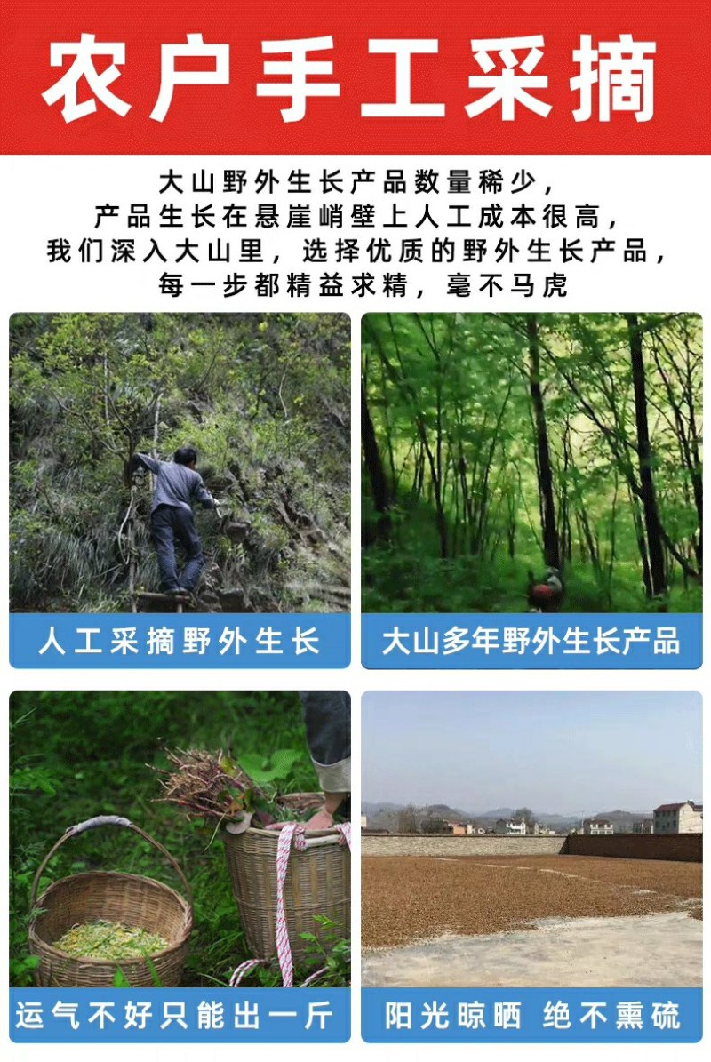 正品3斤大粒决明子泡水野外生炒中药材炒制散装决明子