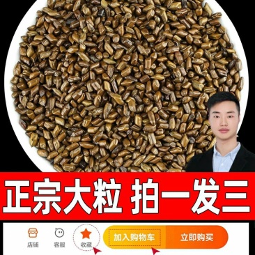 正品3斤大粒决明子泡水野外生炒中药材炒制散装决明子