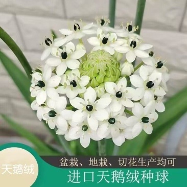 天鹅绒种球伯利恒之星种球虎眼万年青圣心百合宿根花卉包开花