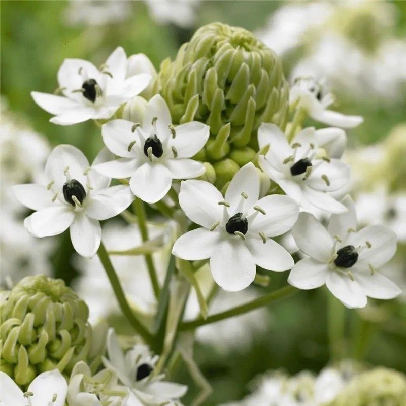 天鹅绒种球伯利恒之星种球虎眼万年青圣心百合宿根花卉包开花