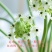 天鹅绒种球伯利恒之星种球虎眼万年青圣心百合宿根花卉包开花