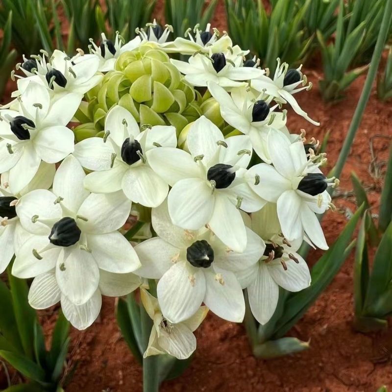 天鹅绒种球伯利恒之星种球虎眼万年青圣心百合宿根花卉包开花