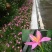 风雨兰种球重瓣韭兰葱兰花苗石蒜庭院花坛四季花卉绿植盆栽种