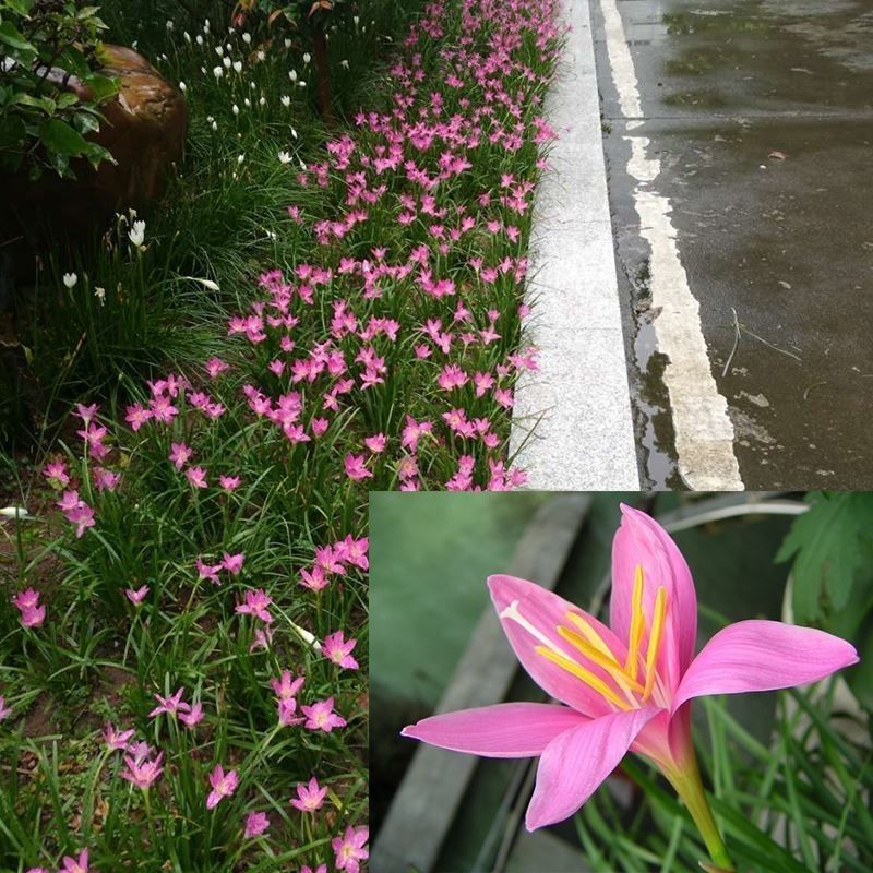 风雨兰种球重瓣韭兰葱兰花苗石蒜庭院花坛四季花卉绿植盆栽种