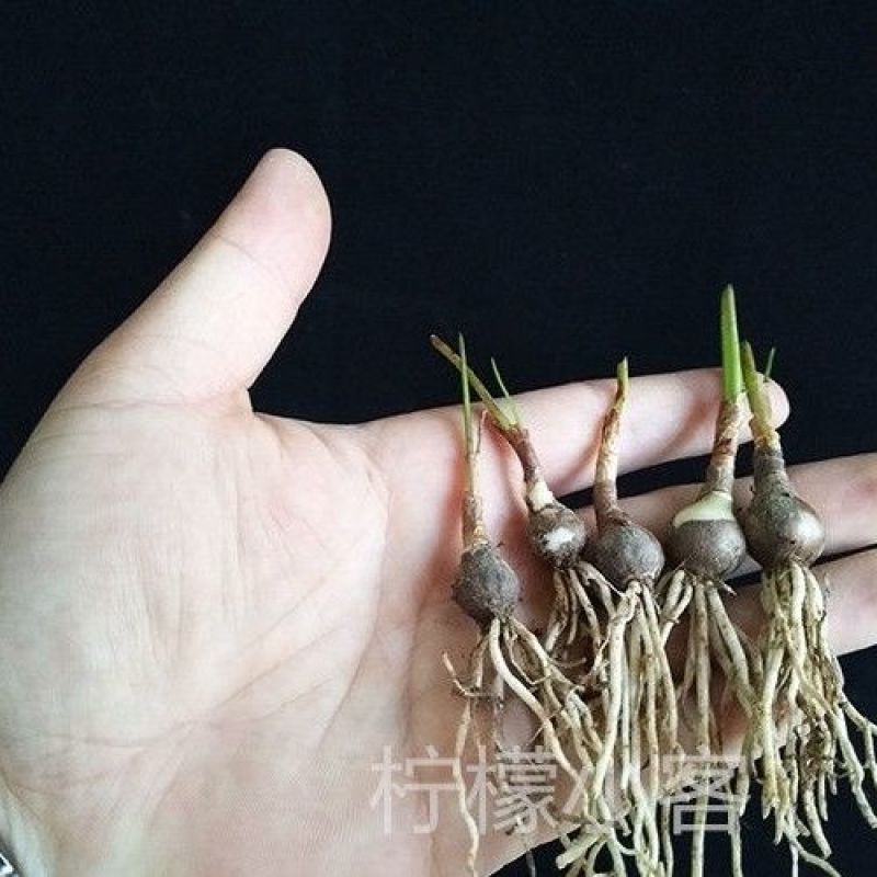 风雨兰种球重瓣韭兰葱兰花苗石蒜庭院花坛四季花卉绿植盆栽种