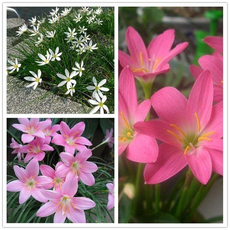 风雨兰种球重瓣韭兰葱兰花苗石蒜庭院花坛四季花卉绿植盆栽种