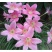 风雨兰种球重瓣韭兰葱兰花苗石蒜庭院花坛四季花卉绿植盆栽种