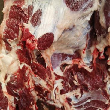 山东滨州优质好货纯干冷鲜黄牛牛肉价格优惠直供全国