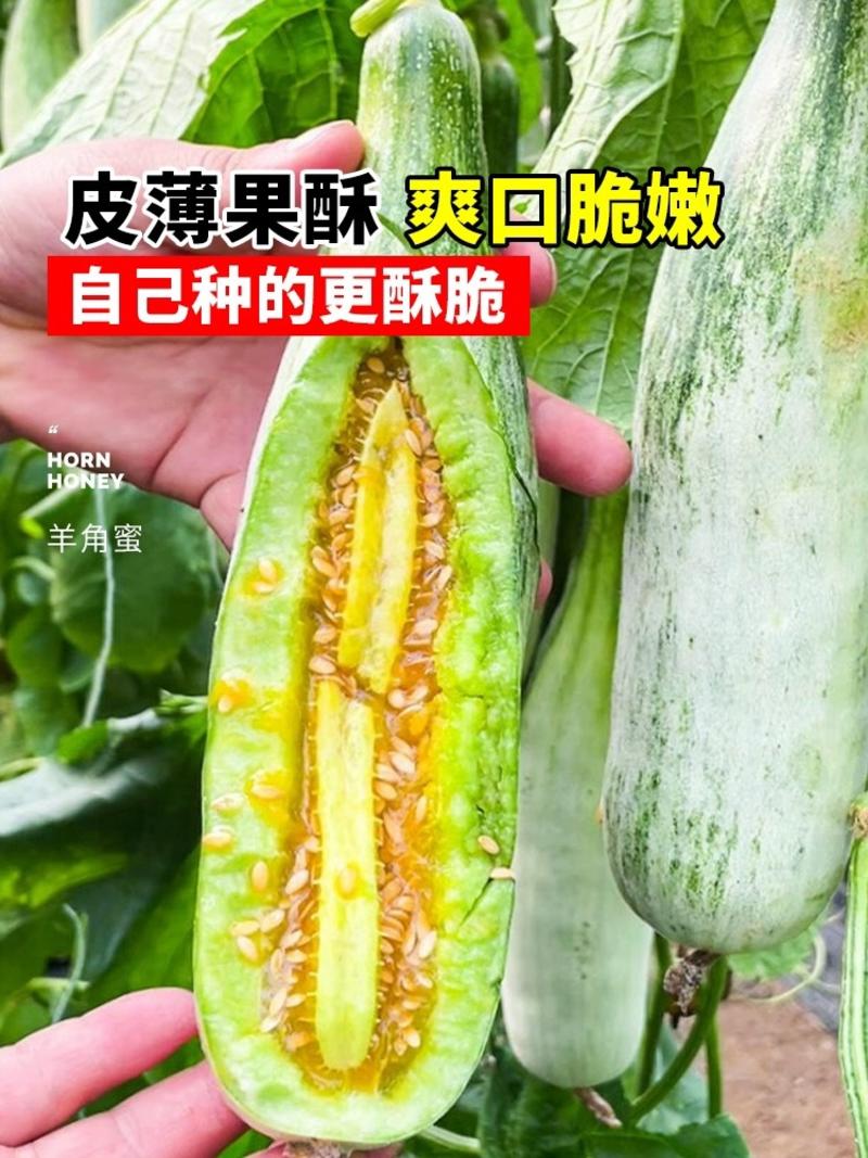 【优选】正宗羊角蜜甜瓜博洋61号甜瓜售后无忧商超批发