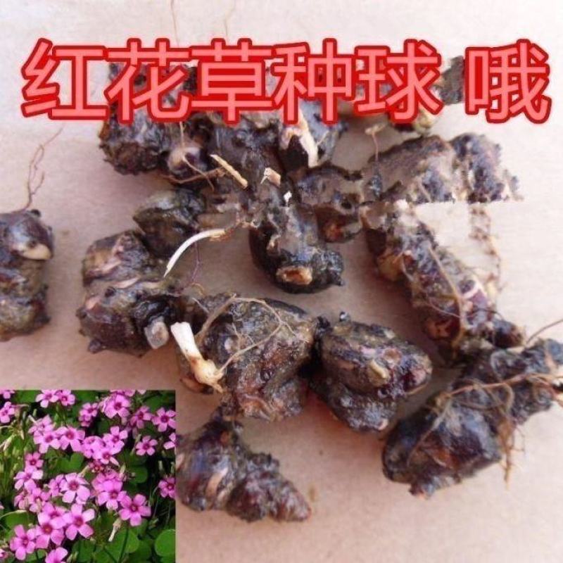 红花酢浆草紫叶炸酱草种球红花三叶草种子绿化工程庭院四季开