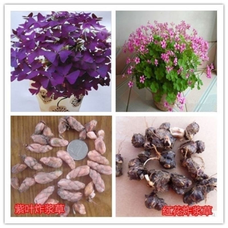 红花酢浆草紫叶炸酱草种球红花三叶草种子绿化工程庭院四季开