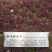 红花酢浆草紫叶炸酱草种球红花三叶草种子绿化工程庭院四季开