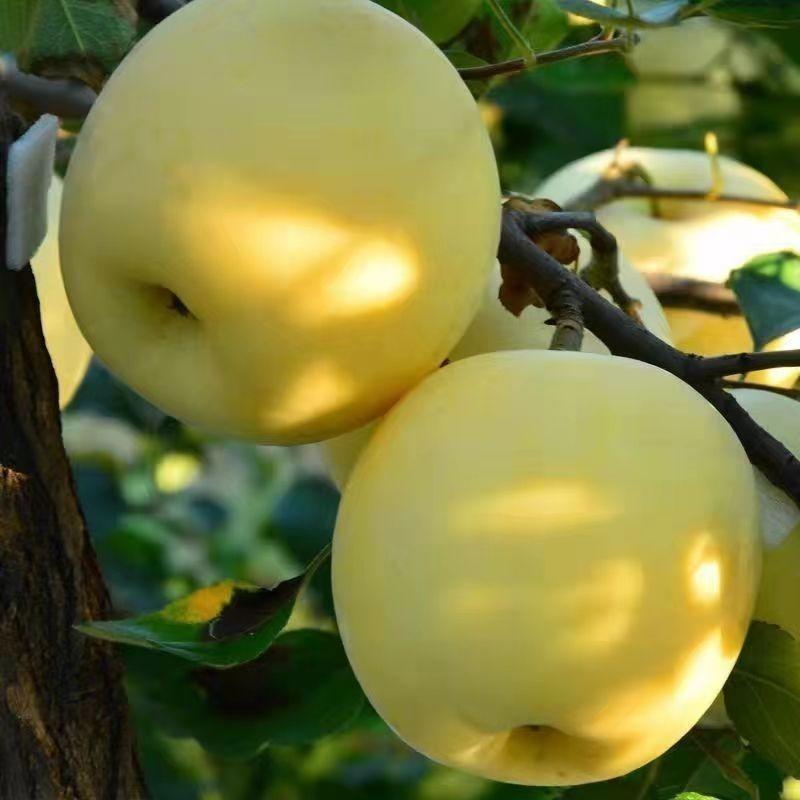 维纳斯苹果苗各品种规格苹果树苗基地嫁接苗盆栽地栽包对版