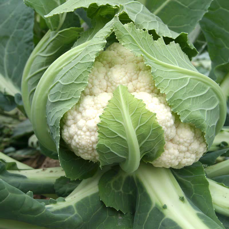 【荐】菜花湖北松花菜现摘现发量大价优产地货源