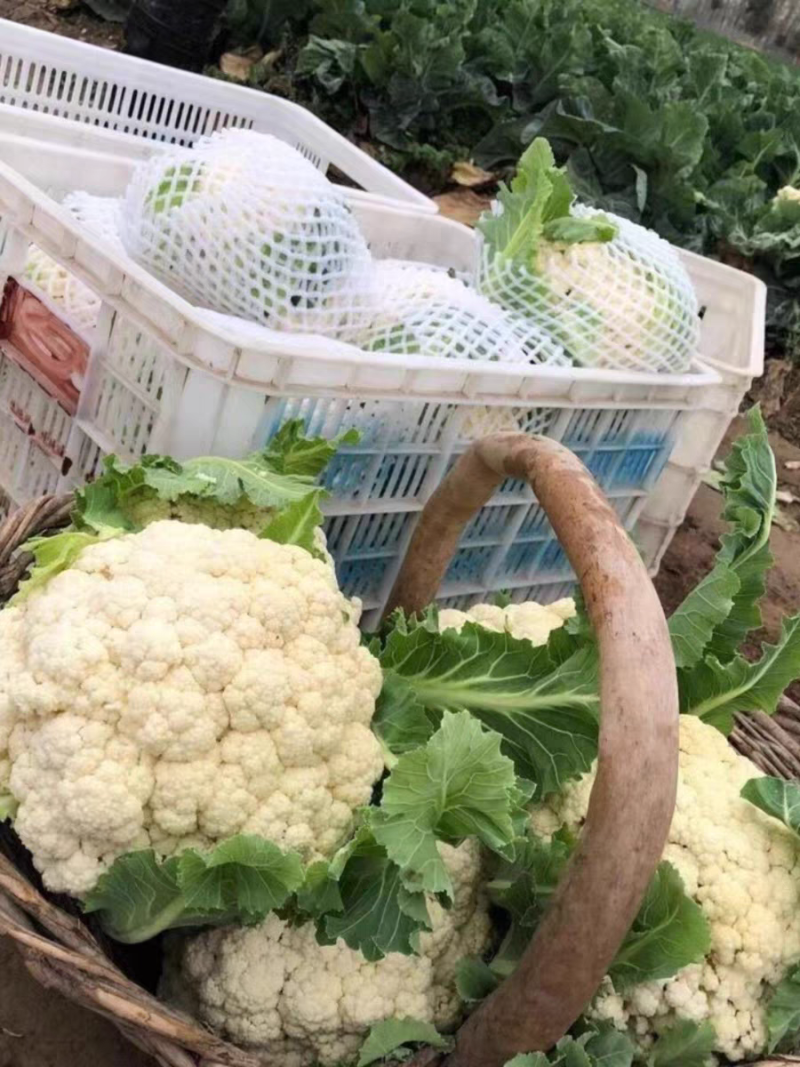 【荐】菜花湖北松花菜现摘现发量大价优产地货源