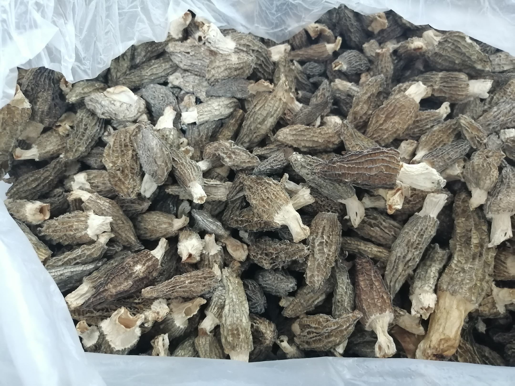 左侧为干燥的羊肚菌(深褐色,蜂窝状菌盖,高度约4–6厘米),右侧为泡发前的干制花胶(金黄色或浅琥珀色,片状或筒状,表面有纹理),置于白色背景纸上,标注比例尺,突出两种农产品原始形态特征 羊肚菌与花胶原料对比图