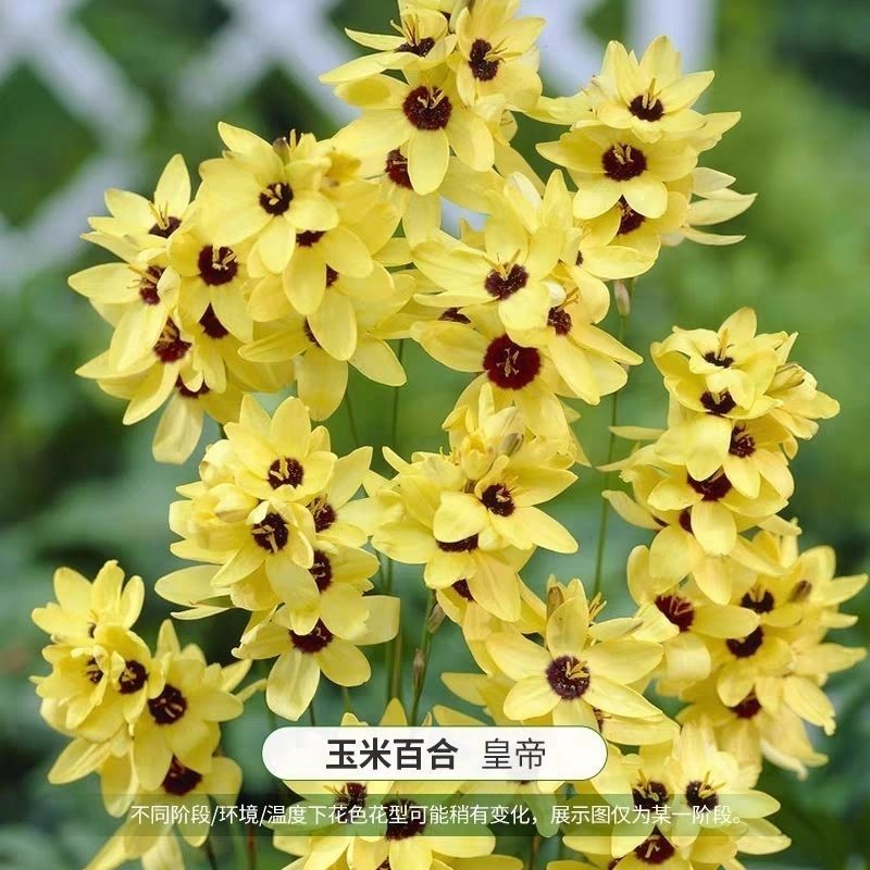 玉米百合种球南非进口盆栽开花植物多年生球宿根花卉包对