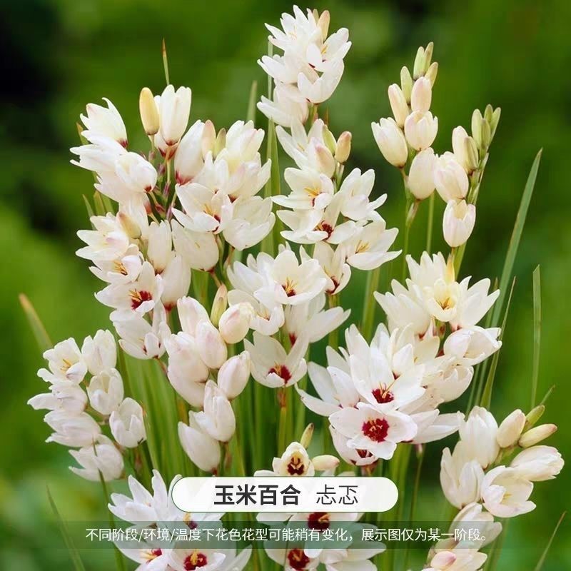 玉米百合种球南非进口盆栽开花植物多年生球宿根花卉包对