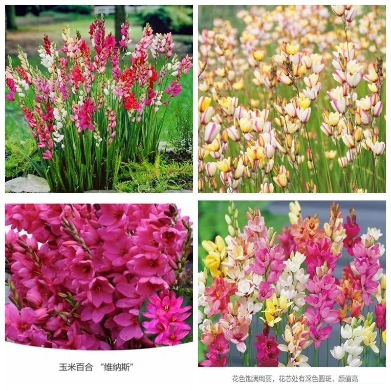 玉米百合种球南非进口盆栽开花植物多年生球宿根花卉包对