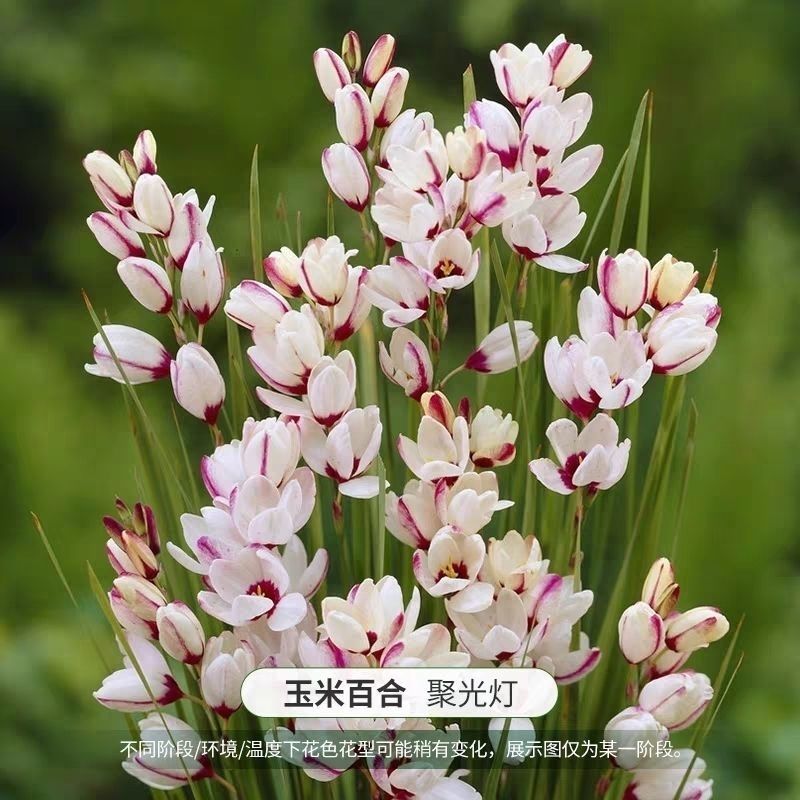 玉米百合种球南非进口盆栽开花植物多年生球宿根花卉包对