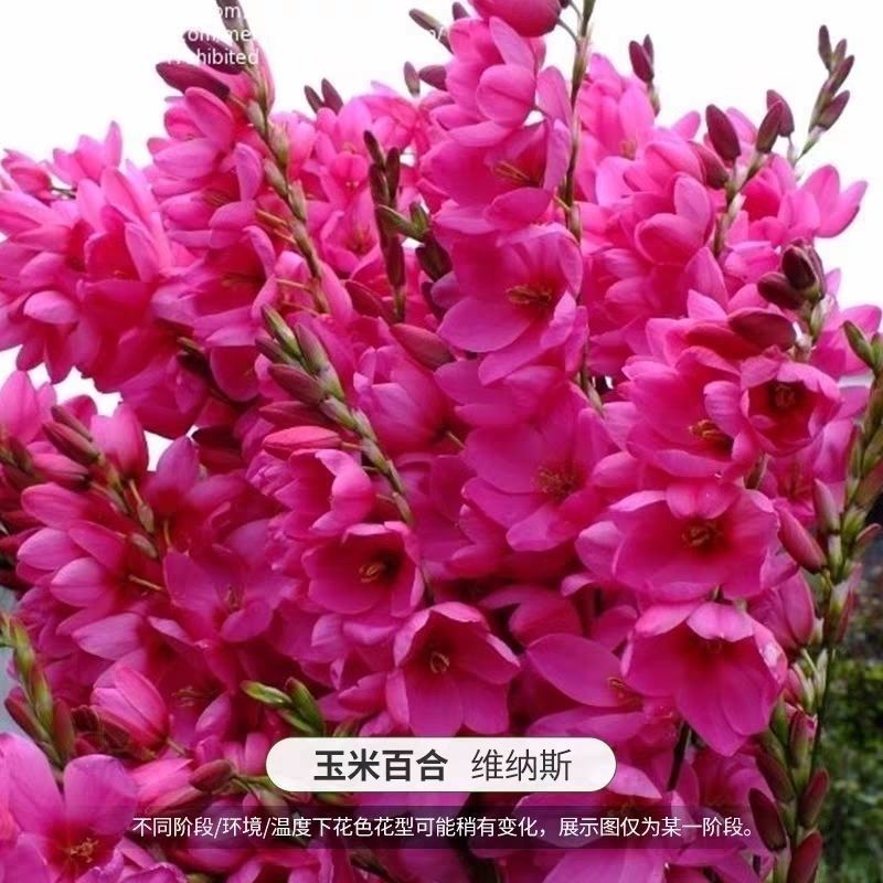 玉米百合种球南非进口盆栽开花植物多年生球宿根花卉包对