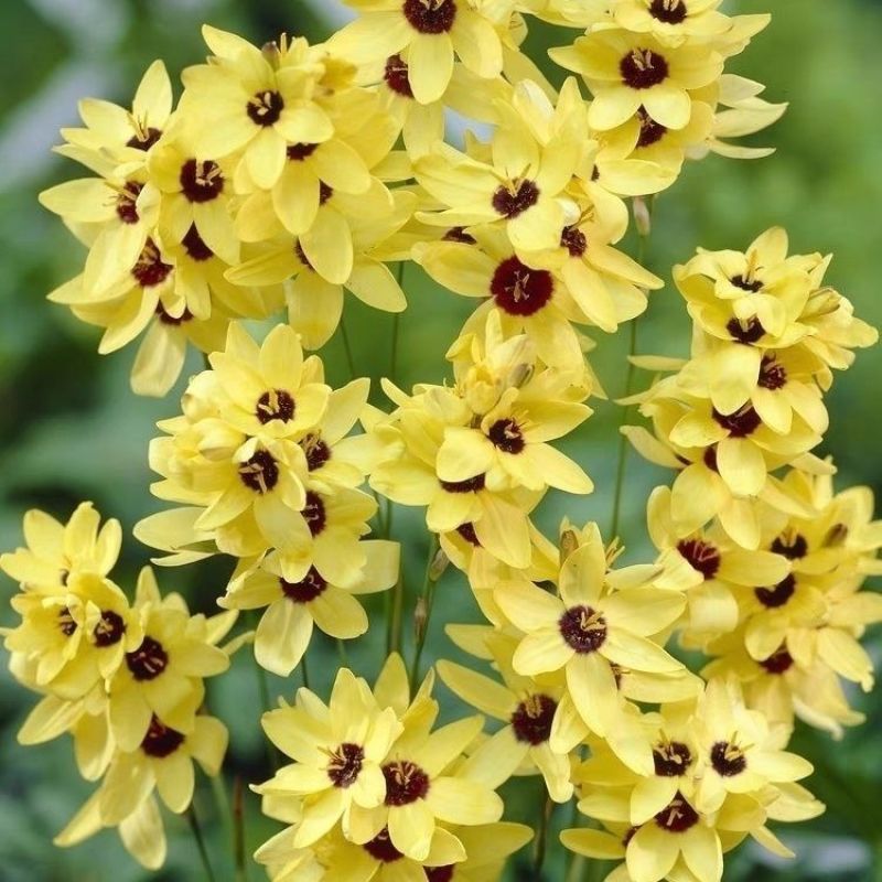 玉米百合种球南非进口盆栽开花植物多年生球宿根花卉包对