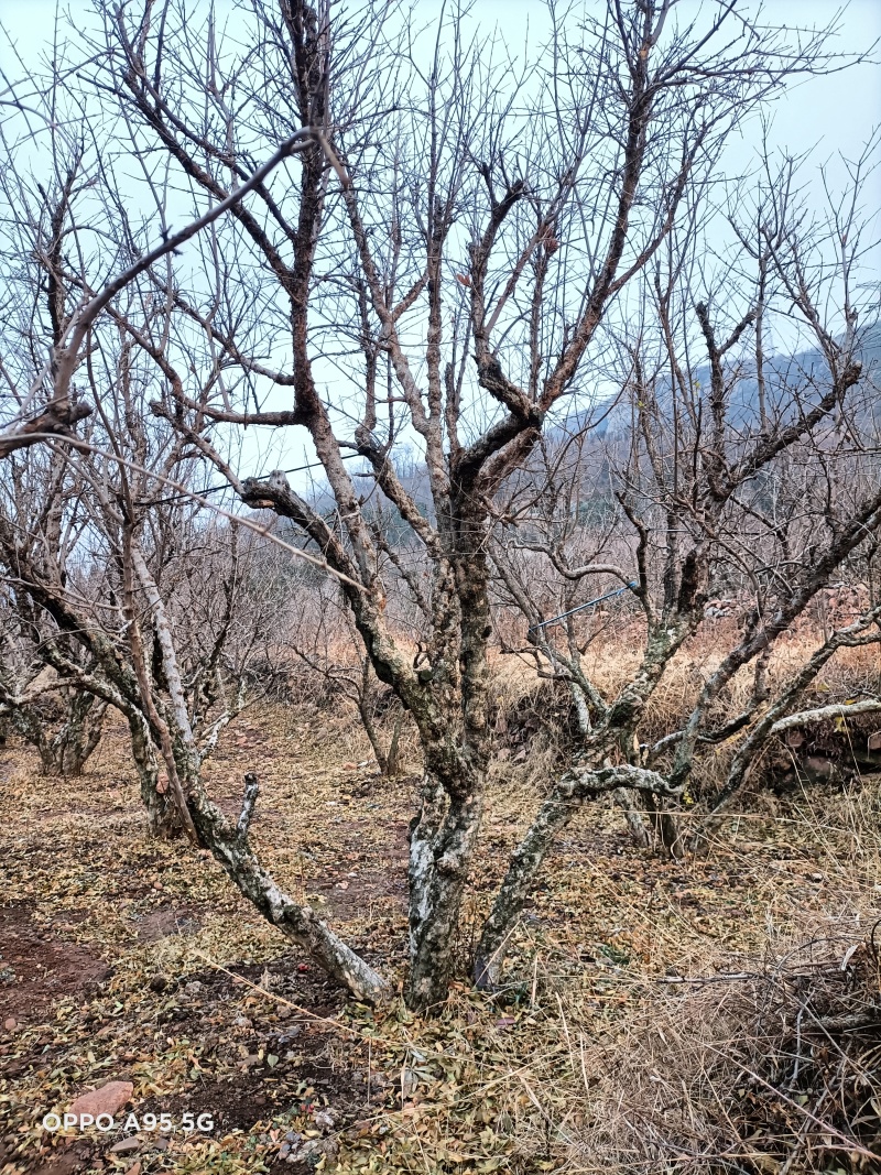 石榴树