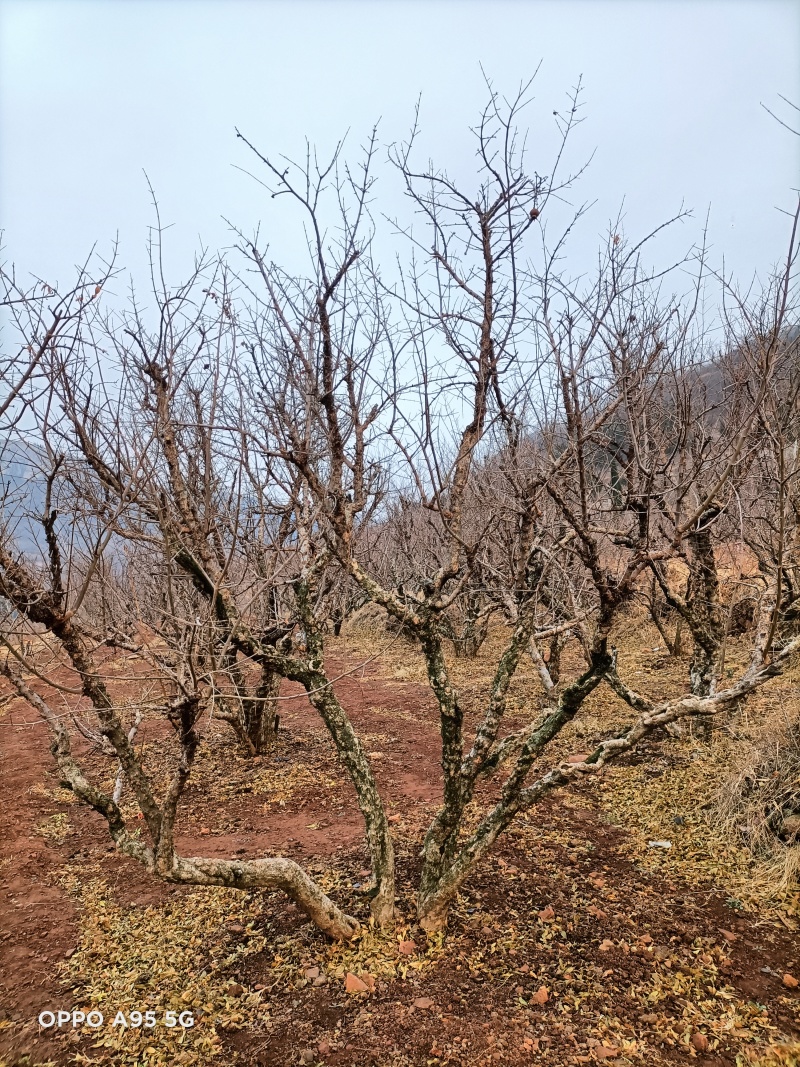 石榴树