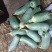 山东袋，箱装水果萝卜菜萝卜精品货大量，无康无烂电商超市！