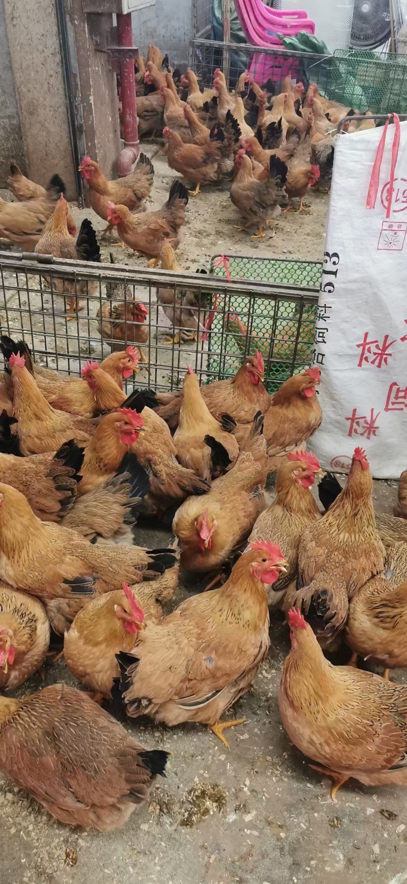 麻三，均重4斤，南宁，价格便宜