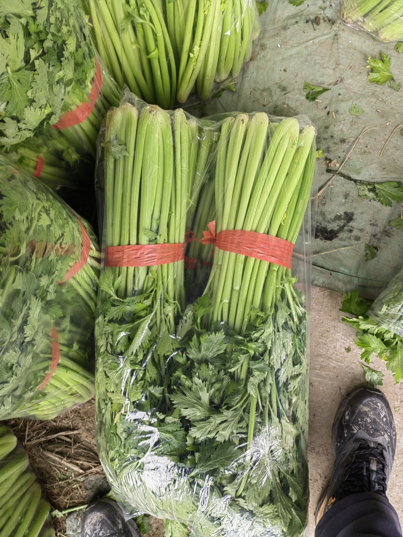 芹菜，大棚西芹品质好，口感好，耐运输，代发全国