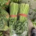 芹菜，大棚西芹品质好，口感好，耐运输，代发全国