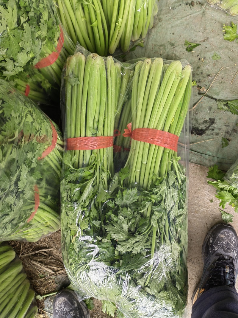 芹菜，大棚西芹品质好，口感好，耐运输，代发全国