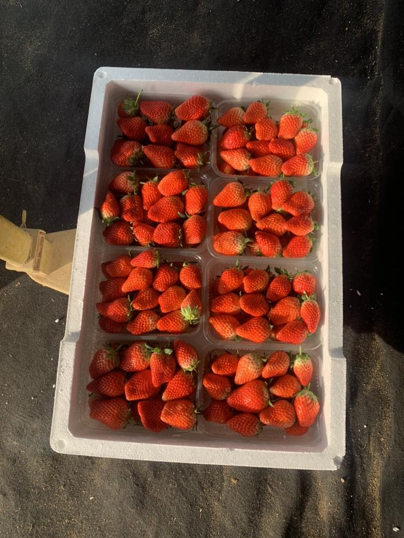 平度甜宝草莓基地，产地直发，草莓口感香甜多汁