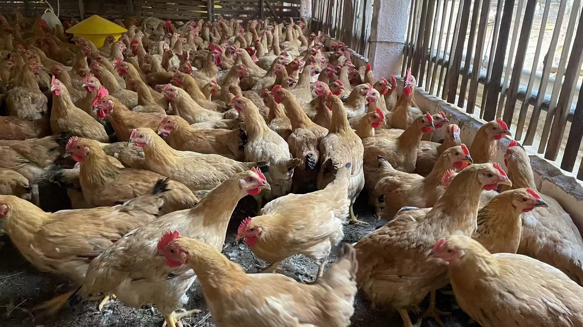 兽医手持鸡蛋样本进行现场检测示意图