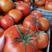 西红柿大量上市中货源充足量大从优可供商超市场批发