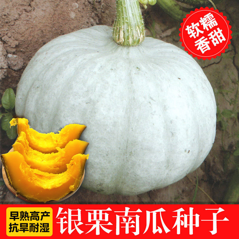 银栗南瓜种子，软糯香甜，板栗味