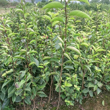 大果红花油茶苗，红花油茶杯苗