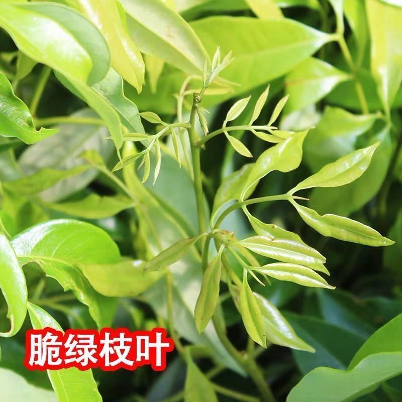 广西容县仙进奉荔枝稼接苗成活率高产地直发欢迎老板电联