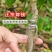 广西容县仙进奉荔枝稼接苗成活率高产地直发欢迎老板电联