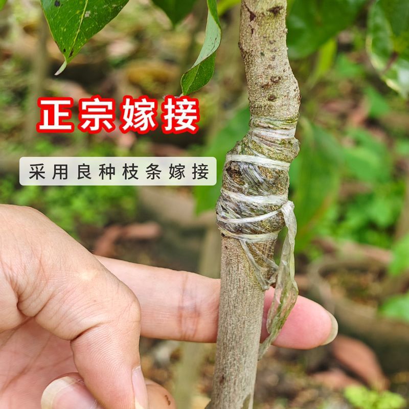 广西容县仙进奉荔枝稼接苗成活率高产地直发欢迎老板电联