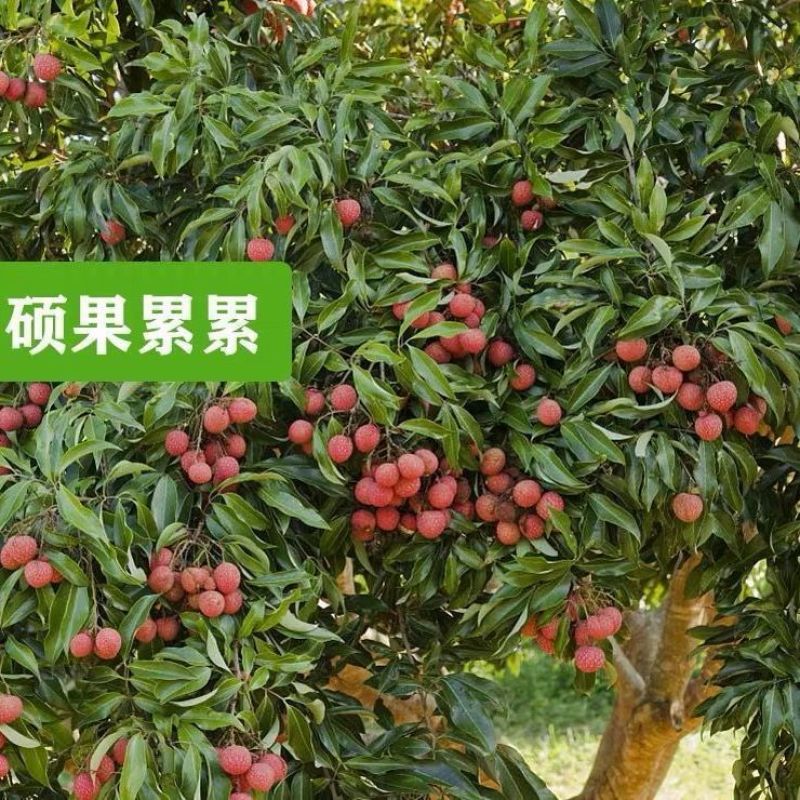 广西容县仙进奉荔枝稼接苗成活率高产地直发欢迎老板电联