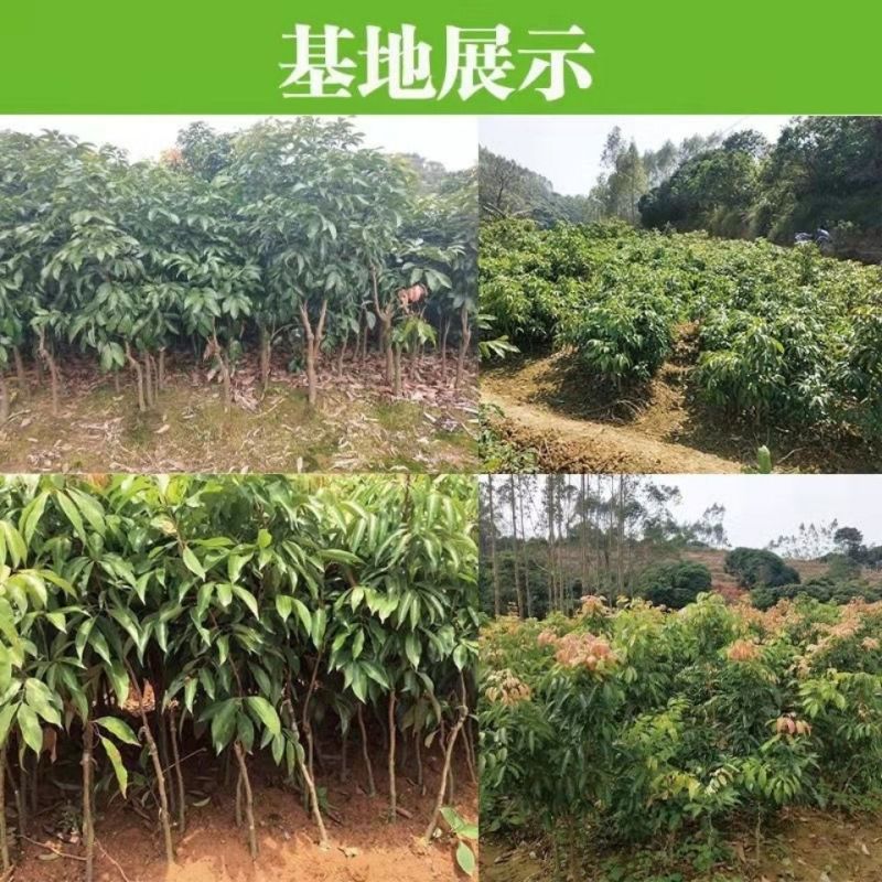 广西容县仙进奉荔枝稼接苗成活率高产地直发欢迎老板电联