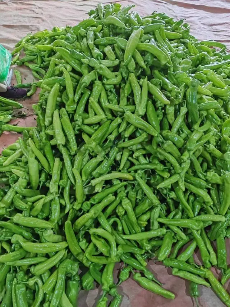 山东精品尖椒辣椒，大量供应现货现发，量大价优，品质保证