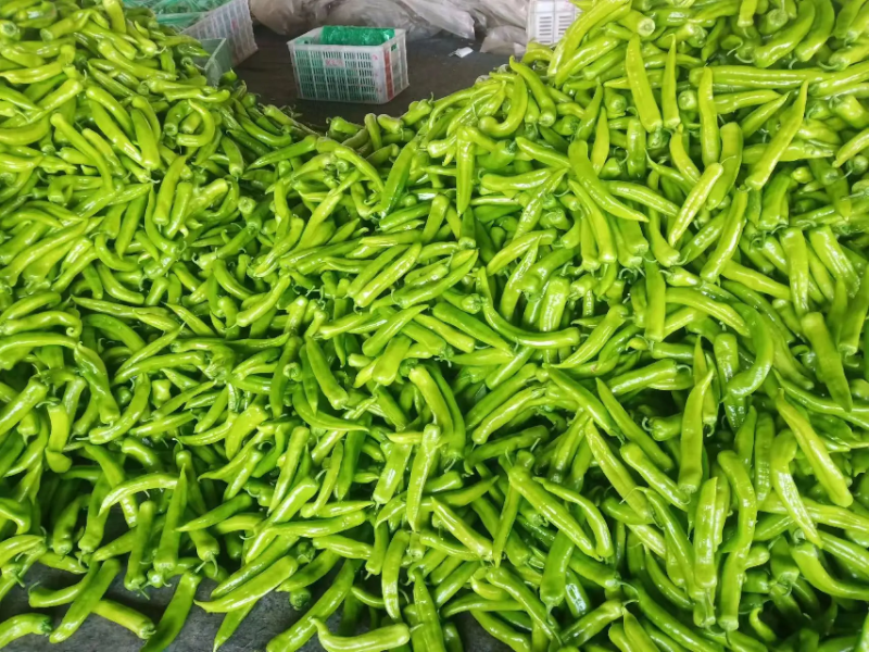 山东精品尖椒辣椒，大量供应现货现发，量大价优，品质保证